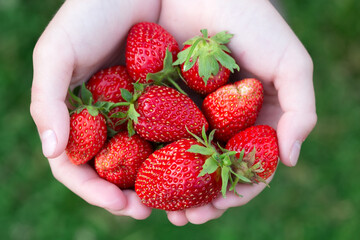 Red strawberry lies in the palms.