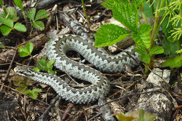 Poisonous snake with a beautiful pattern. Viper in a natural habitat.