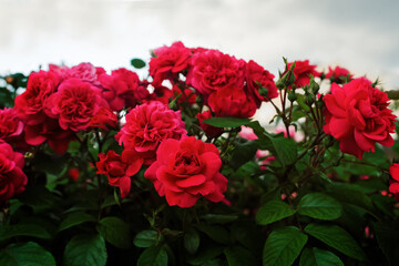 Beautiful pink roses outdoor in the Park