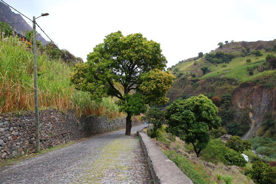 Mango Tree In Vale Do Paul, Santo Antao, Cape Verde