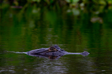 
Crocodiles in the Amazonian Pantanal