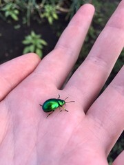 A beetle with a beautiful green color runs along the arm.