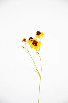 coreopsis flowers on white background