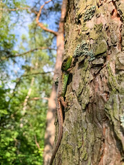 lizard on a tree