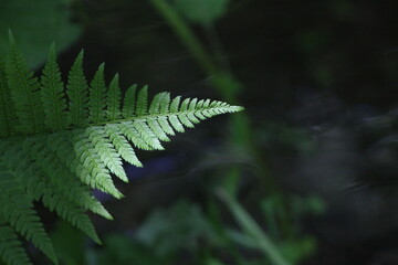 green fern leaf