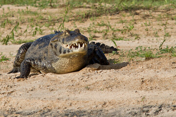 
Crocodiles in the Amazonian Pantanal