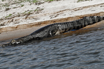 
Crocodiles in the Amazonian Pantanal