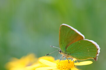 A small green butterfly on a green background.