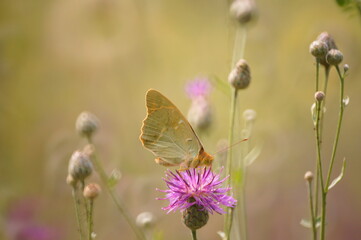 Butterfly on a pink background. Natural background.