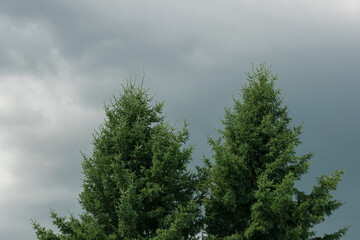 Spruce on a background of gray sky