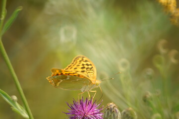 Butterfly on a colored background. Natural background. Insects close-up.