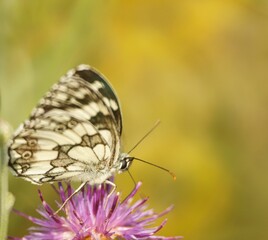 Butterfly on a colored background. Natural background. Insects close-up.