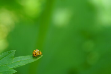 Blurred background. Ladybug on a green leaf. Flower landscape.