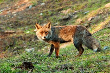 A fox stares at us from inside the coniferous forest