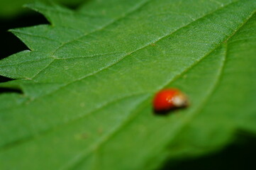 Blurred background. Ladybug on a green leaf. Flower landscape.