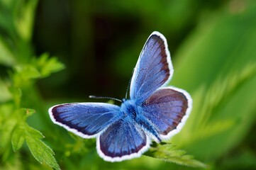 Blue butterfly in the green grass. Natural background.
