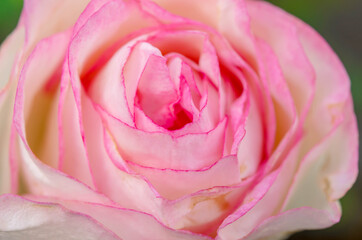 Sweet Beautiful pink rose closeup.