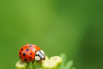 Fototapeta premium Ladybug on a colored background. Insects in nature.