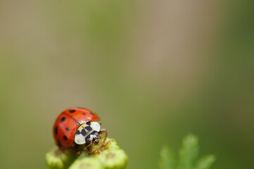 Ladybug on a colored background. Insects in nature.