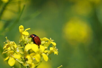 Red beetle in wild flowers. Insects in nature.
