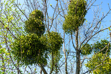 Balls of the mistletoe on branches of tree
