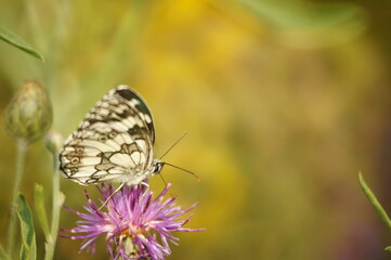 Butterfly on a colored background. Natural background. Insects close-up.