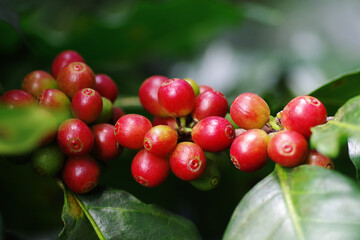 Close-up raw coffee beans or berries (cherries) grow in clusters along the coffee tree branch in organic plantation..