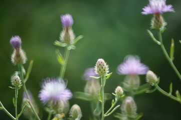 Obraz premium purple flowers in the garden