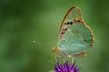 Butterfly on a colored background. Natural background. Insects close-up.