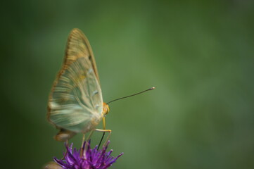 Butterfly on a colored background. Natural background. Insects close-up.