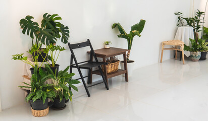 Fototapeta na wymiar Green and living space of living room with plants and philodendron with chairs and tables. Room is decorated in white and minimal tone.
