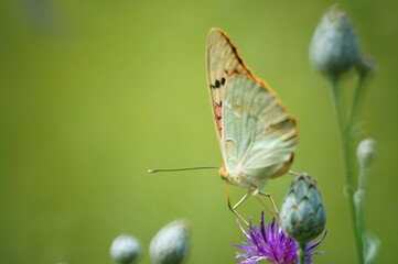 Butterfly on a colored background. Natural background. Insects close-up.