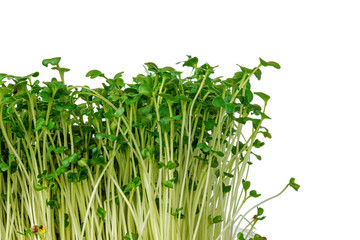 Sprouts of micro greens isolated on white background