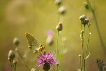 Butterfly on a colored background. Natural background. Insects close-up.