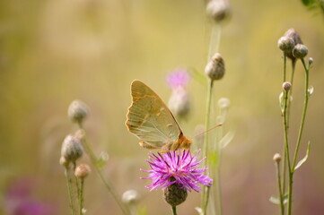 Butterfly on a colored background. Natural background. Insects close-up.