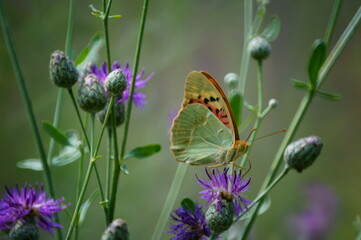 Butterfly on a colored background. Natural background. Insects close-up.