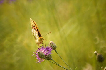 Butterfly on a colored background. Natural background. Insects close-up.