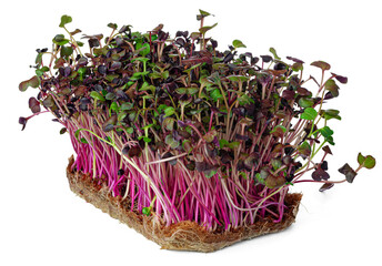Micro green sprouts of radish isolated on white