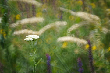 field of dandelions