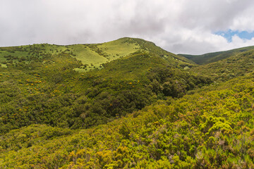 Obraz premium relic forest of Madeira