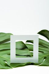 square empty frame on green palm leaves on white background