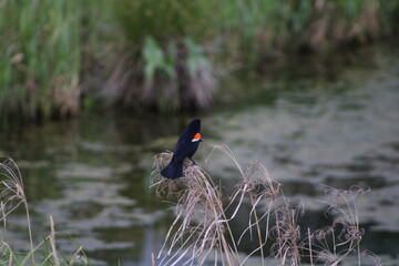 red winged blackbird