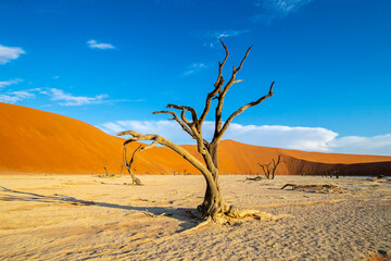 Sossusvlei is a salt and clay pan surrounded by high red dunes, located in the southern part of the Namib Desert, in the Namib-Naukluft National Park of Namibia. 