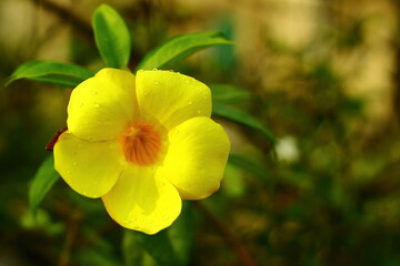 Fototapeta na wymiar Allamanda flower is blooming in the garden. its looks beautiful when its blooming in the garden. 