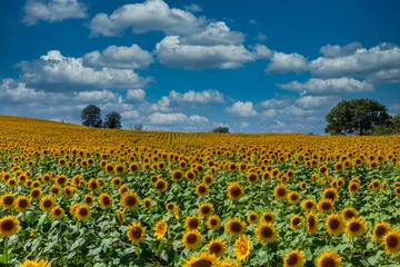Fotobehang "Sunflowers Forever" © scottevers7