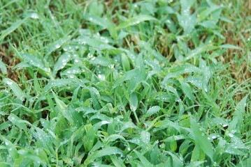 Obraz premium Grass after the rain