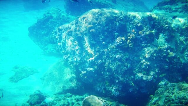 Underwater World, Caribbean Sea Reef Travel Video