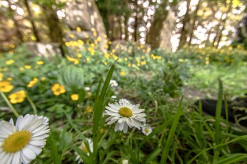 Background with daisies in the foreground