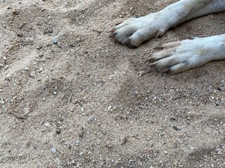 brown and white local dog lay down on the sand in Thailand