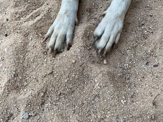 brown and white local dog lay down on the sand in Thailand